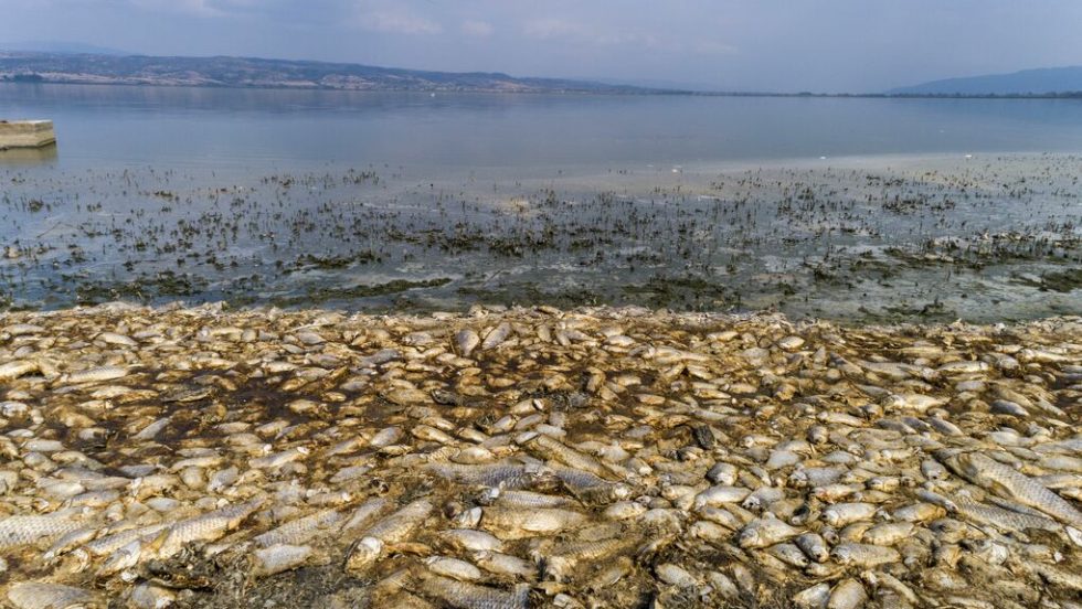 limni koronia nekra psaria